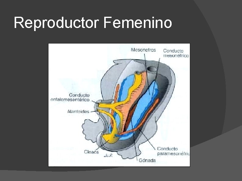 Reproductor Femenino 