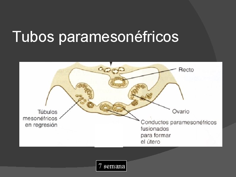 Tubos paramesonéfricos 7 semana 