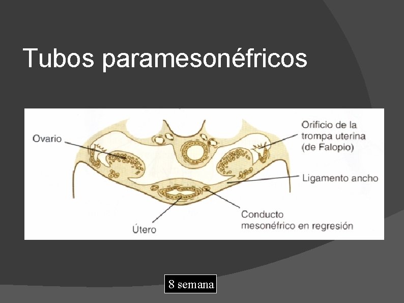 Tubos paramesonéfricos 8 semana 