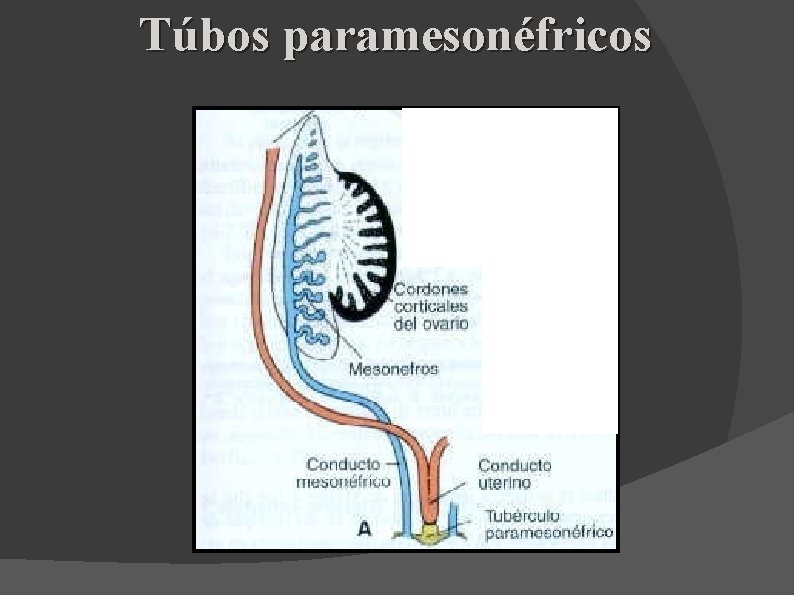 Túbos paramesonéfricos 