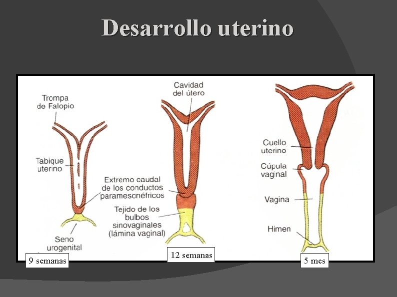 Desarrollo uterino 9 semanas 12 semanas 5 mes 