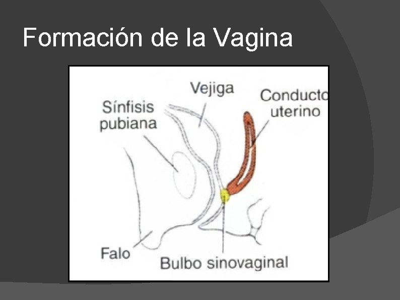 Formación de la Vagina 