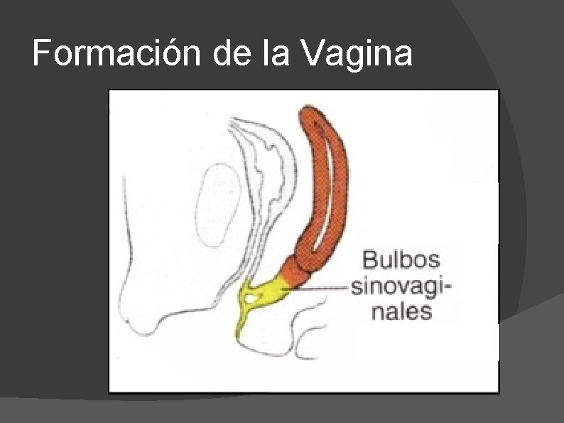 Formación de la Vagina 