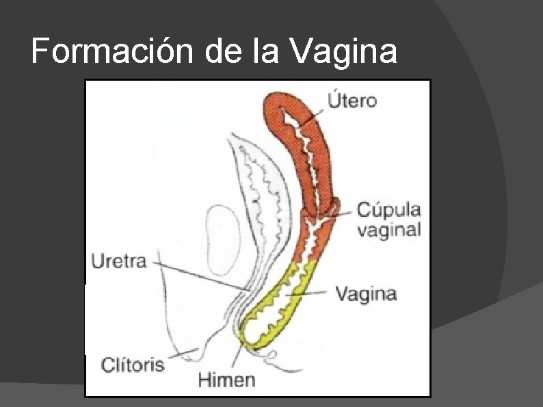 Formación de la Vagina 