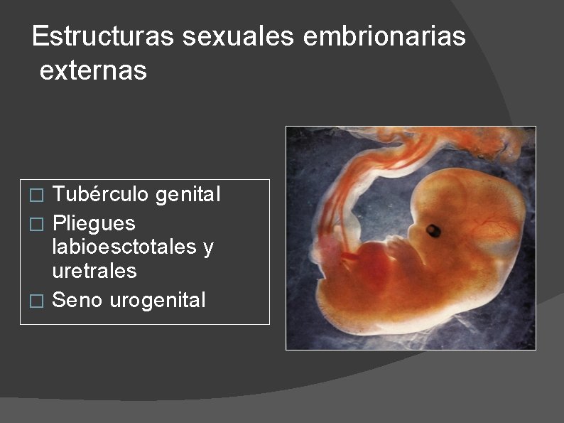 Estructuras sexuales embrionarias externas Tubérculo genital � Pliegues labioesctotales y uretrales � Seno urogenital