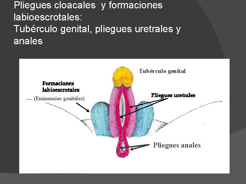 Pliegues cloacales y formaciones labioescrotales: Tubérculo genital, pliegues uretrales y anales Tubérculo genital (Eminencias