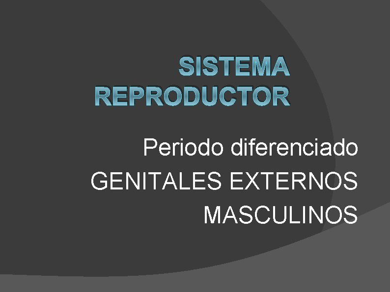 SISTEMA REPRODUCTOR Periodo diferenciado GENITALES EXTERNOS MASCULINOS 