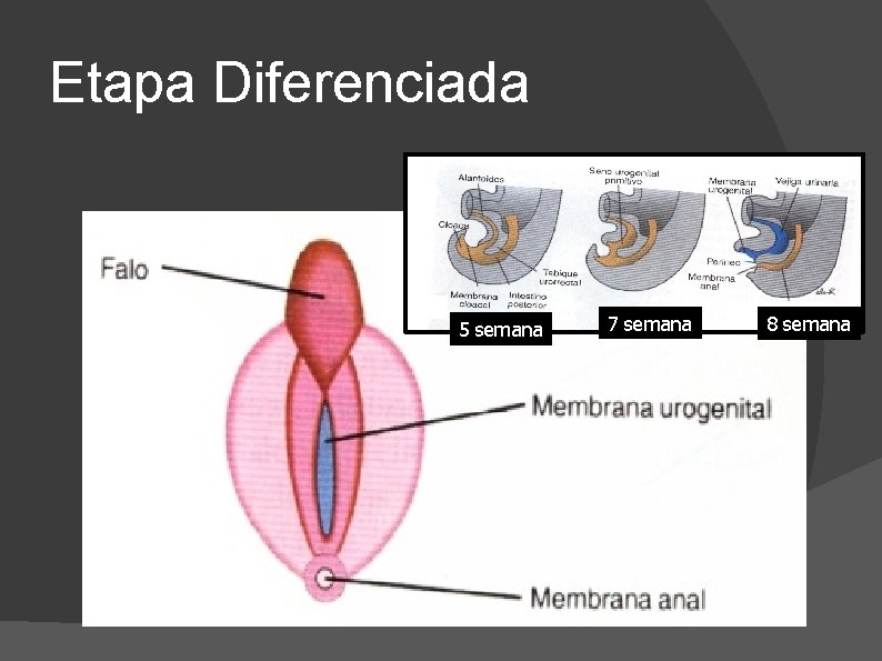 Etapa Diferenciada 5 semana 7 semana 8 semana 