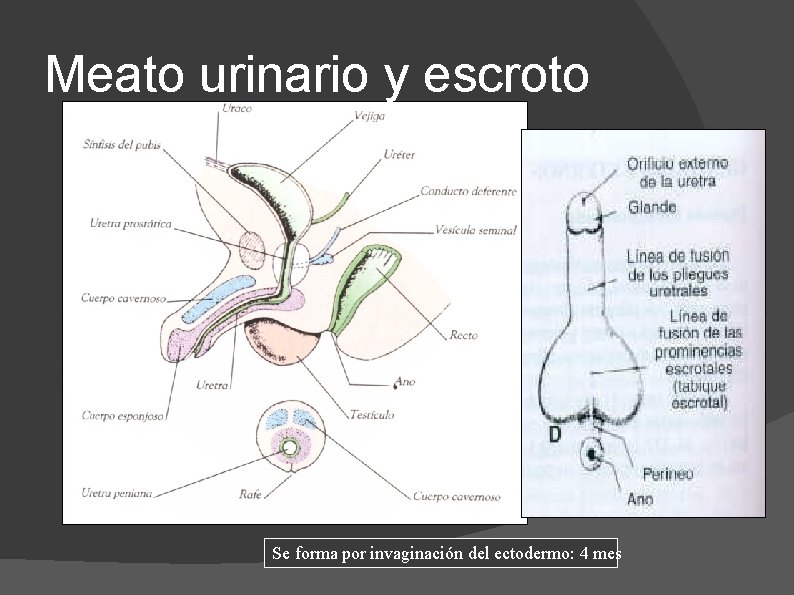 Meato urinario y escroto Se forma por invaginación del ectodermo: 4 mes 