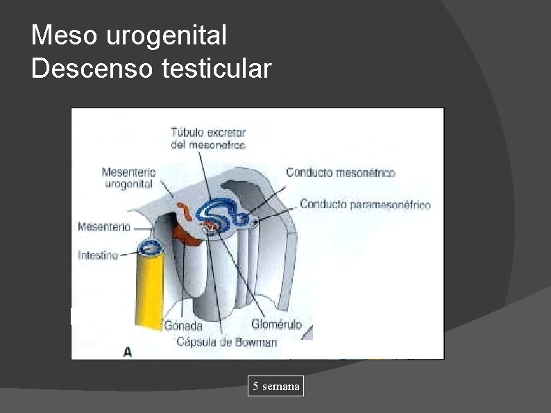 Meso urogenital Descenso testicular 5 semana 