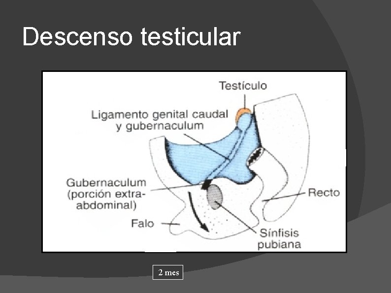 Descenso testicular 2 mes 