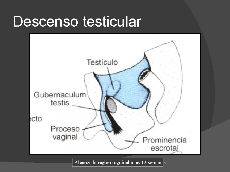 Descenso testicular Alcanza la región inguinal a las 12 semanas 