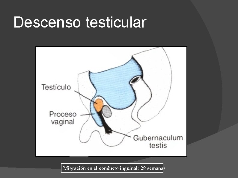 Descenso testicular Migración en el conducto inguinal: 28 semanas 