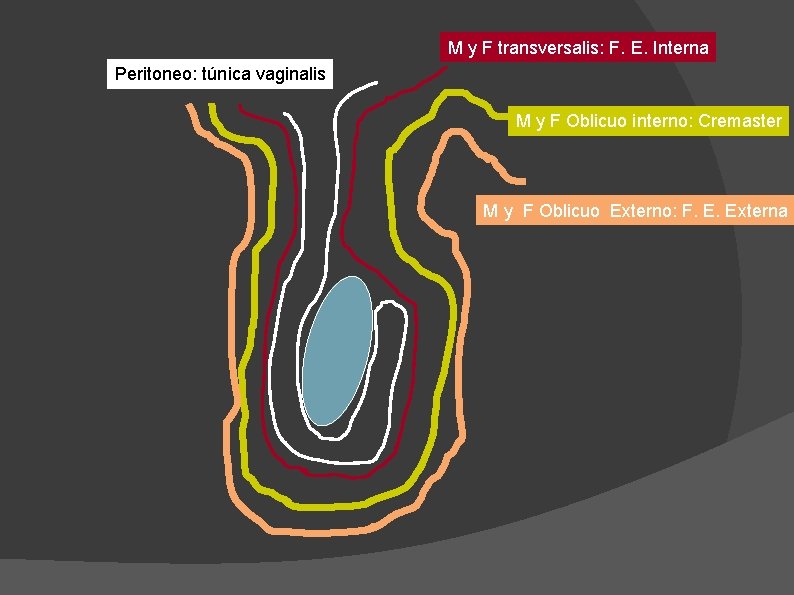 M y F transversalis: F. E. Interna Peritoneo: túnica vaginalis M y F Oblicuo