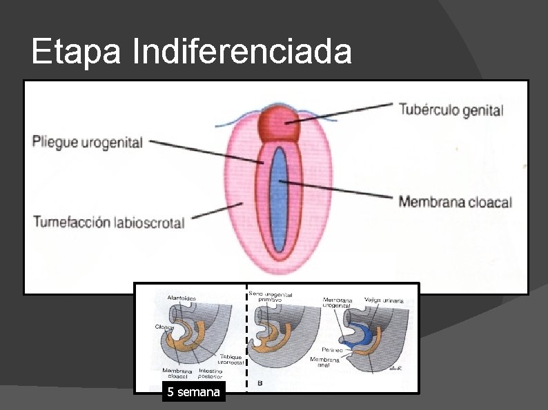 Etapa Indiferenciada 5 semana 
