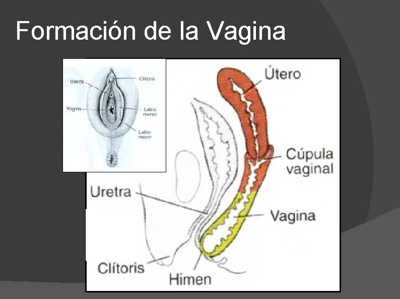 Formación de la Vagina 