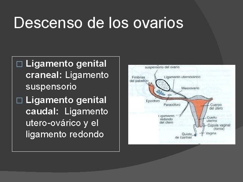 Descenso de los ovarios Ligamento genital craneal: Ligamento suspensorio � Ligamento genital caudal: Ligamento