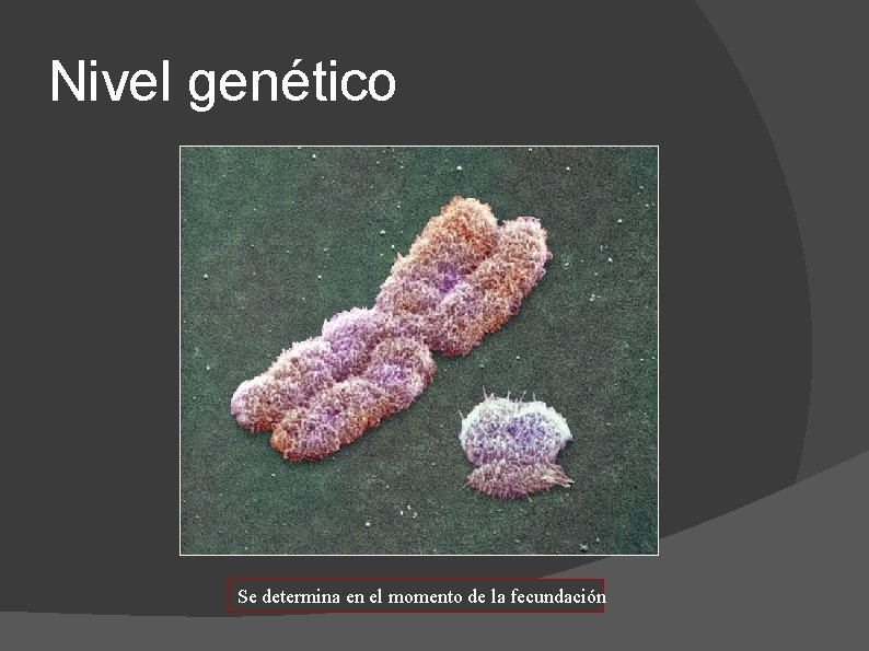 Nivel genético Se determina en el momento de la fecundación 