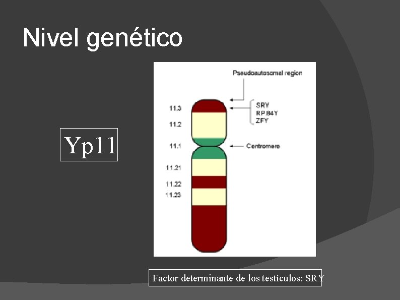 Nivel genético Yp 11 Factor determinante de los testículos: SRY 