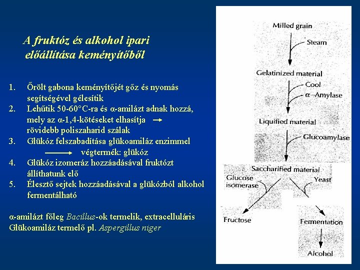 A fruktóz és alkohol ipari előállítása keményítőből 1. 2. 3. 4. 5. Őrölt gabona