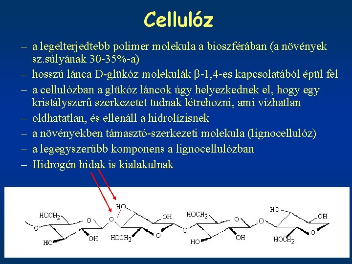 Cellulóz – a legelterjedtebb polimer molekula a bioszférában (a növények sz. súlyának 30 -35%-a)