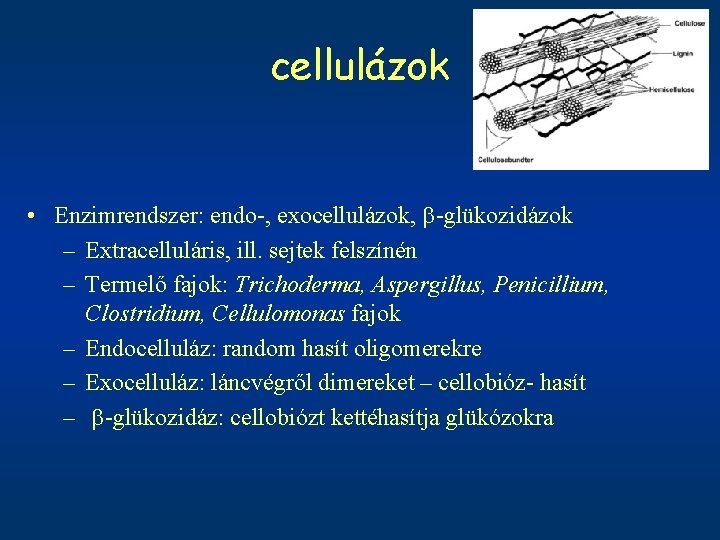 cellulázok • Enzimrendszer: endo-, exocellulázok, b-glükozidázok – Extracelluláris, ill. sejtek felszínén – Termelő fajok: