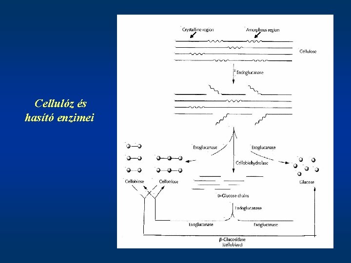Cellulóz és hasító enzimei 