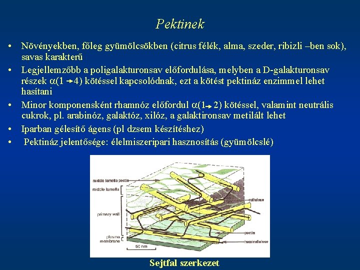 Pektinek • Növényekben, főleg gyümölcsökben (citrus félék, alma, szeder, ribizli –ben sok), savas karakterű