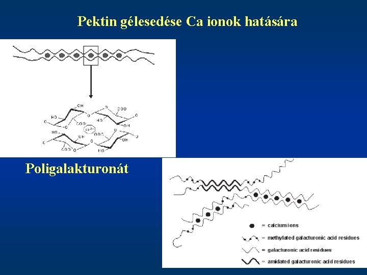 Pektin gélesedése Ca ionok hatására Poligalakturonát 