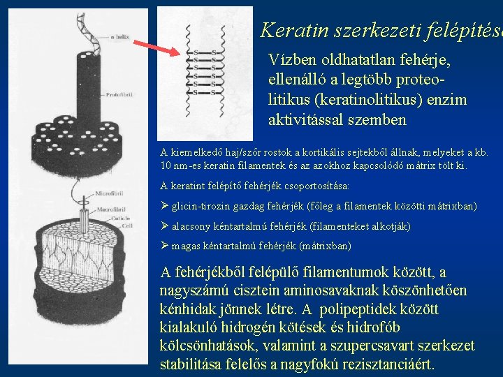 Keratin szerkezeti felépítése Vízben oldhatatlan fehérje, ellenálló a legtöbb proteolitikus (keratinolitikus) enzim aktivitással szemben