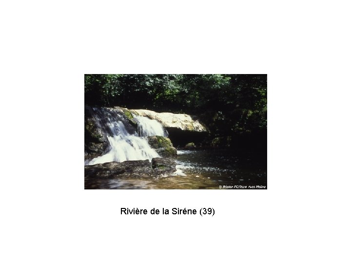 Rivière de la Siréne (39) 