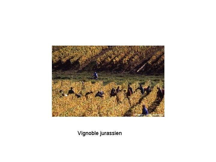 Vignoble jurassien 