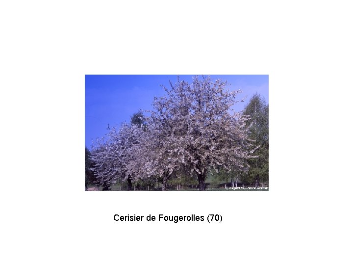 Cerisier de Fougerolles (70) 