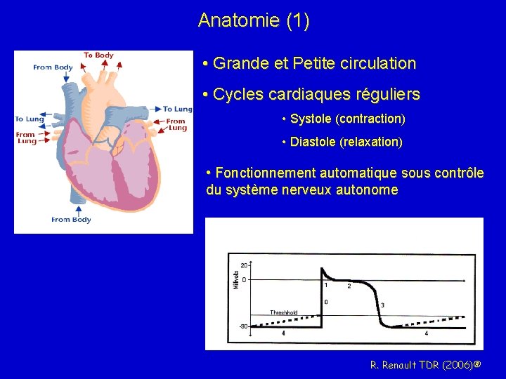 Anatomie (1) • Grande et Petite circulation • Cycles cardiaques réguliers • Systole (contraction)