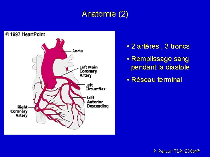 Anatomie (2) • 2 artères , 3 troncs • Remplissage sang pendant la diastole