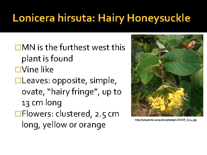 Lonicera hirsuta: Hairy Honeysuckle �MN is the furthest west this plant is found �Vine