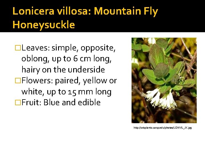Lonicera villosa: Mountain Fly Honeysuckle �Leaves: simple, opposite, oblong, up to 6 cm long,