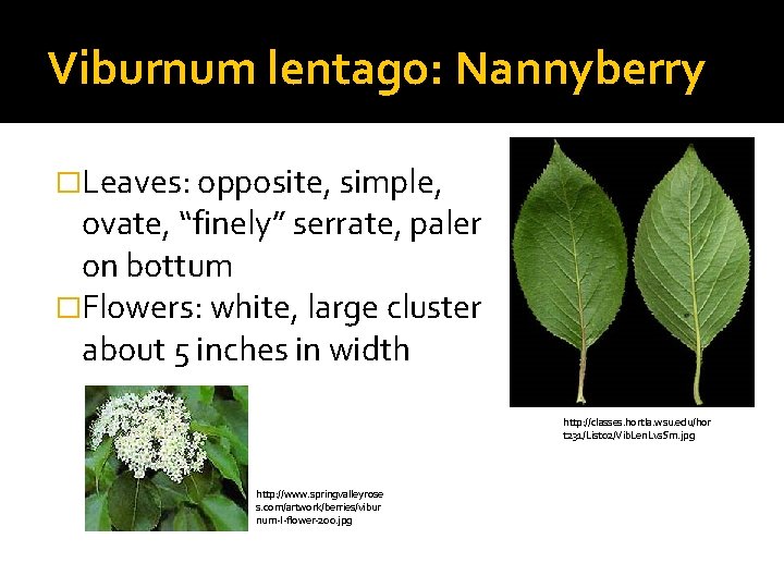 Viburnum lentago: Nannyberry �Leaves: opposite, simple, ovate, “finely” serrate, paler on bottum �Flowers: white,