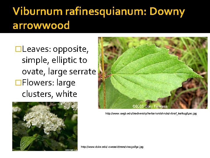 Viburnum rafinesquianum: Downy arrowwood �Leaves: opposite, simple, elliptic to ovate, large serrate �Flowers: large