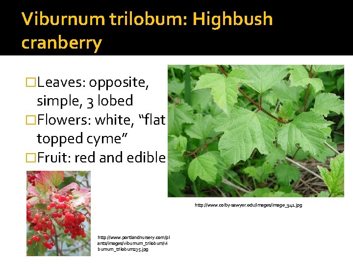 Viburnum trilobum: Highbush cranberry �Leaves: opposite, simple, 3 lobed �Flowers: white, “flat topped cyme”