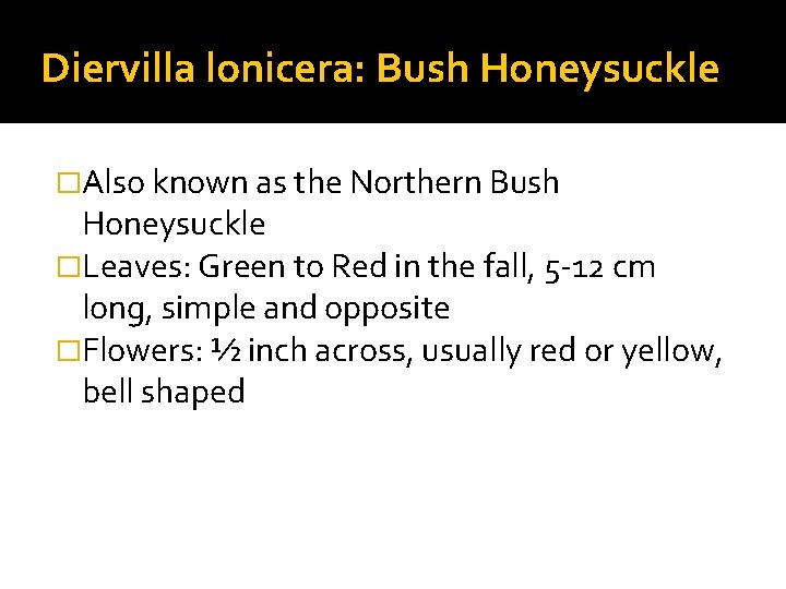 Diervilla lonicera: Bush Honeysuckle �Also known as the Northern Bush Honeysuckle �Leaves: Green to