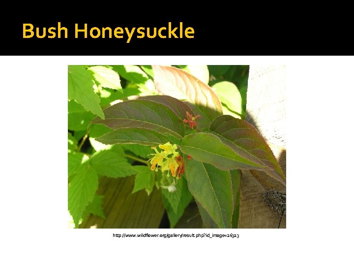 Bush Honeysuckle http: //www. wildflower. org/gallery/result. php? id_image=26323 