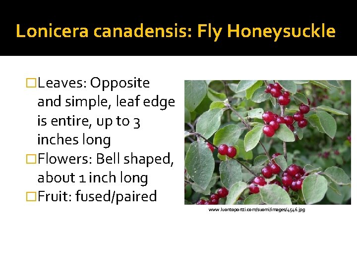 Lonicera canadensis: Fly Honeysuckle �Leaves: Opposite and simple, leaf edge is entire, up to