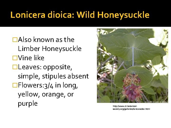 Lonicera dioica: Wild Honeysuckle �Also known as the Limber Honeysuckle �Vine like �Leaves: opposite,