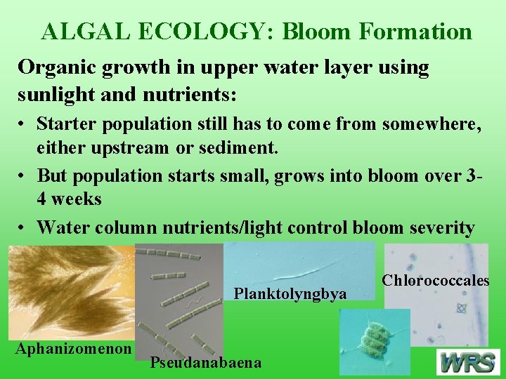 ALGAL ECOLOGY: Bloom Formation Organic growth in upper water layer using sunlight and nutrients: