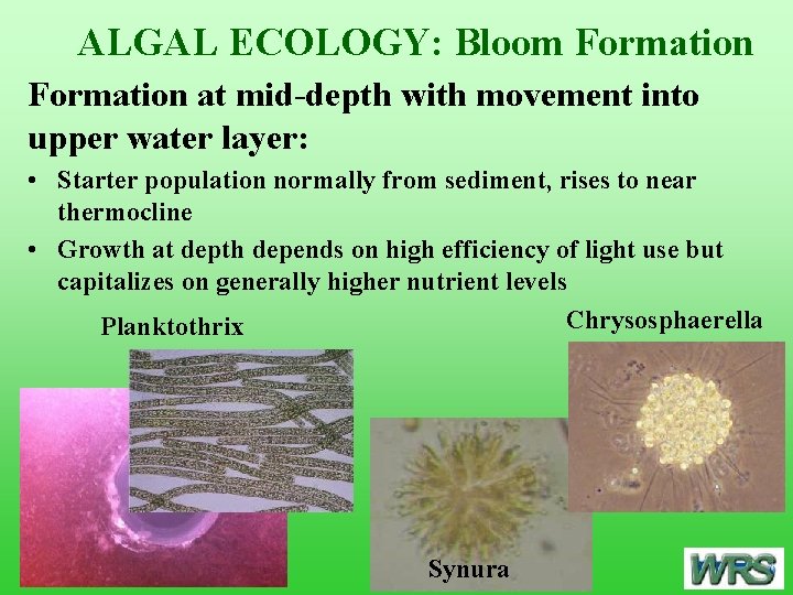 ALGAL ECOLOGY: Bloom Formation at mid-depth with movement into upper water layer: • Starter