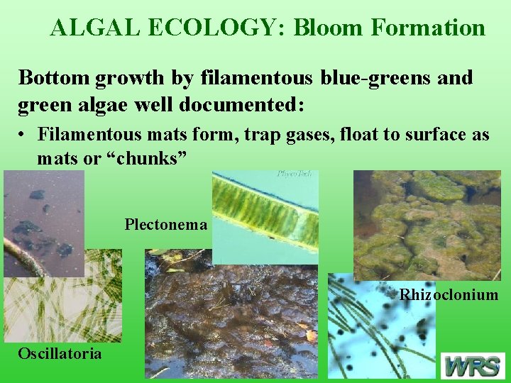 ALGAL ECOLOGY: Bloom Formation Bottom growth by filamentous blue-greens and green algae well documented: