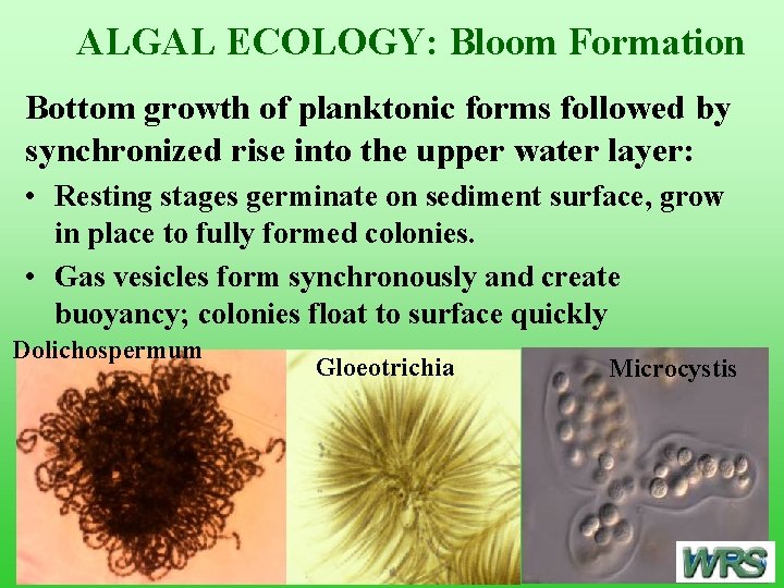 ALGAL ECOLOGY: Bloom Formation Bottom growth of planktonic forms followed by synchronized rise into