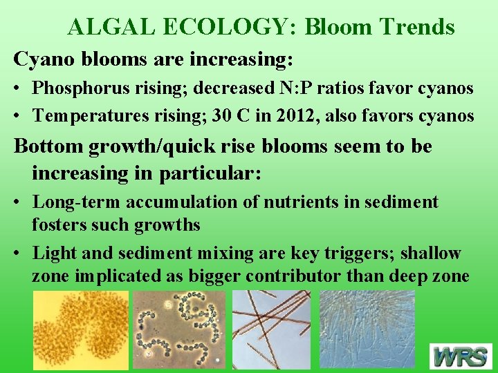 ALGAL ECOLOGY: Bloom Trends Cyano blooms are increasing: • Phosphorus rising; decreased N: P