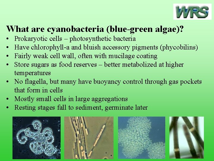 What are cyanobacteria (blue-green algae)? • • Prokaryotic cells – photosynthetic bacteria Have chlorophyll-a